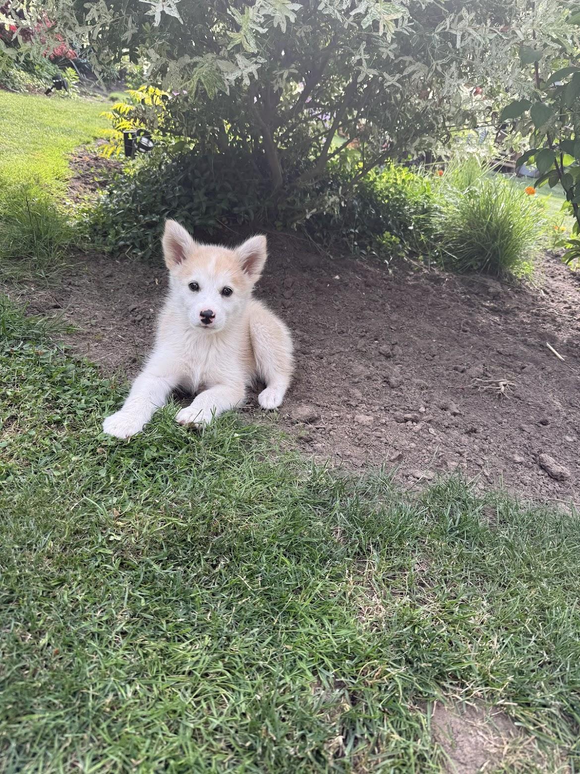 Enlarge Wynter, a ADOPTABLE mixed breed in Port Colborne , ON image 2/6