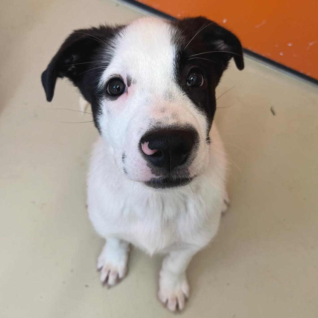 Duke, Adoptable, Puppy Male Husky & Mixed Breed.
