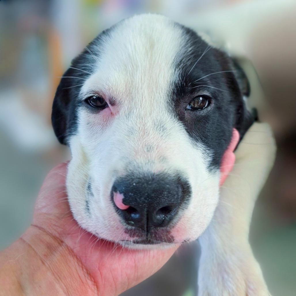 Enlarge Duke, a Adoptable mixed breed in Chapel Hill, NC image 2/6