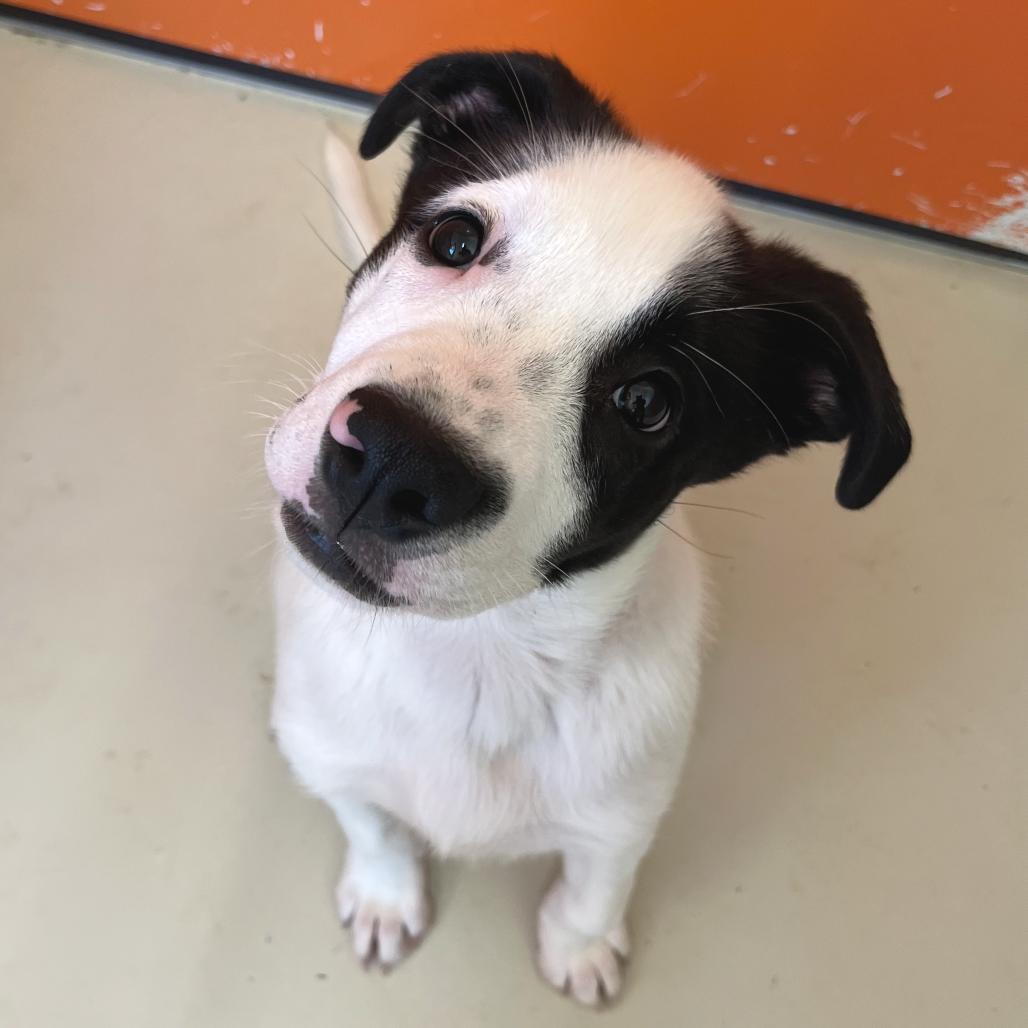 Enlarge Duke, a Adoptable mixed breed in Chapel Hill, NC image 3/6