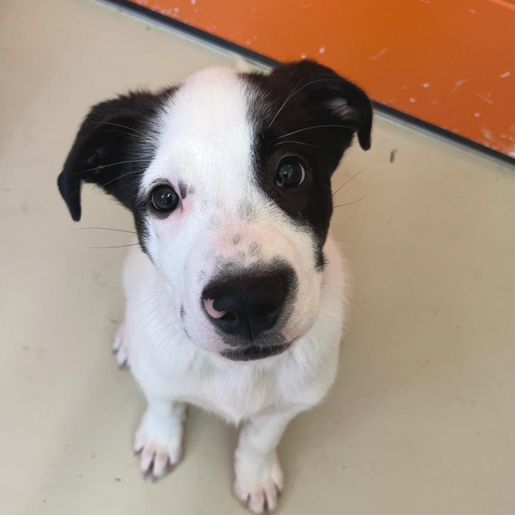 Enlarge Duke, a Adoptable mixed breed in Chapel Hill, NC image 5/6