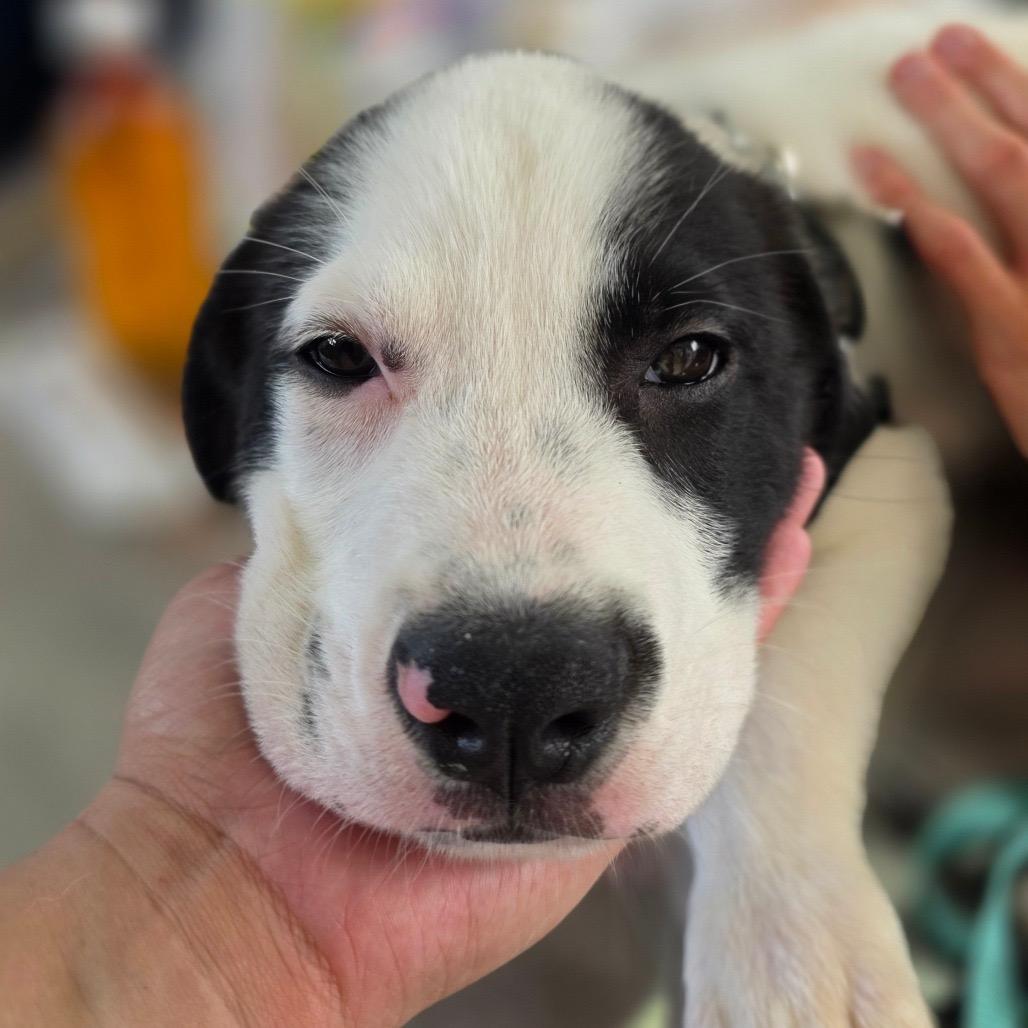 Enlarge Duke, a Adoptable mixed breed in Chapel Hill, NC image 6/6