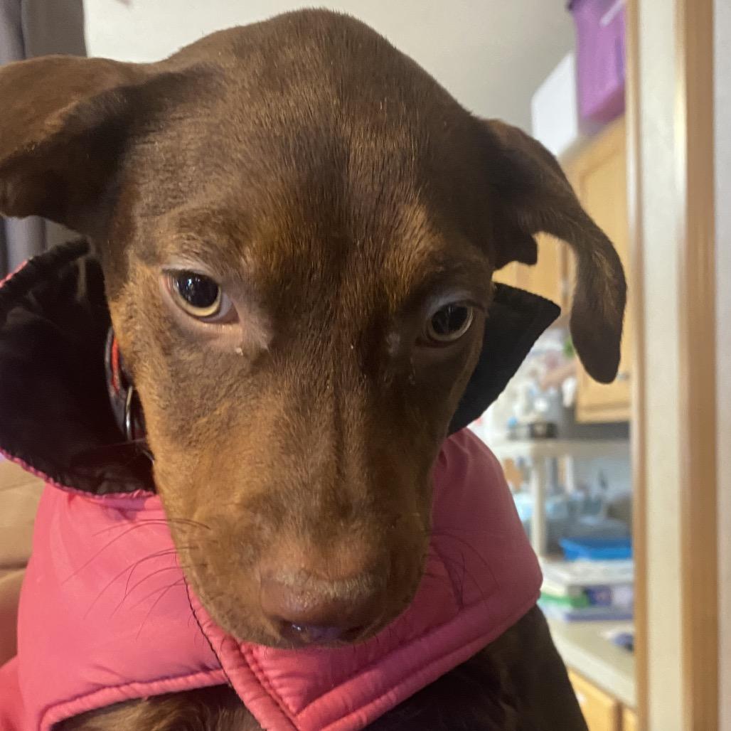 Enlarge Berry, a Adoptable mixed breed in Belleville, IL image 1/4