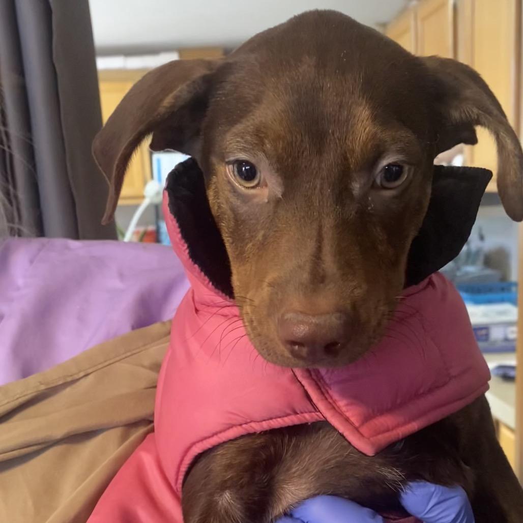 Enlarge Berry, a Adoptable mixed breed in Belleville, IL image 2/4