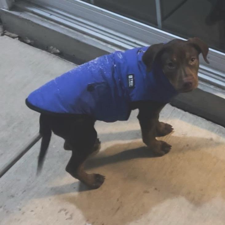 Enlarge Berry, a Adoptable mixed breed in Belleville, IL image 3/4