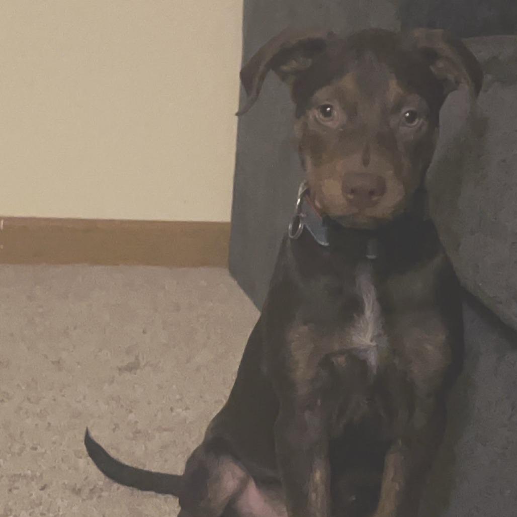 Enlarge Berry, a Adoptable mixed breed in Belleville, IL image 4/4