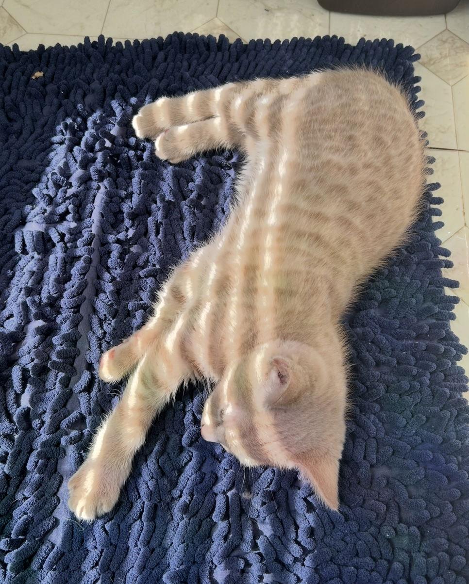 Toby, Adoptable, Young Male Domestic Short Hair.