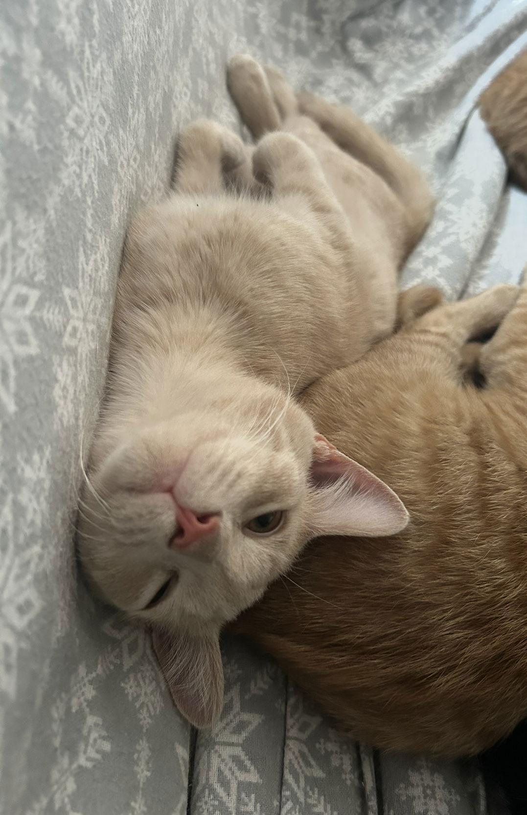 Enlarge Toby, a Adoptable Domestic Short Hair in Pittsboro, NC image 2/3