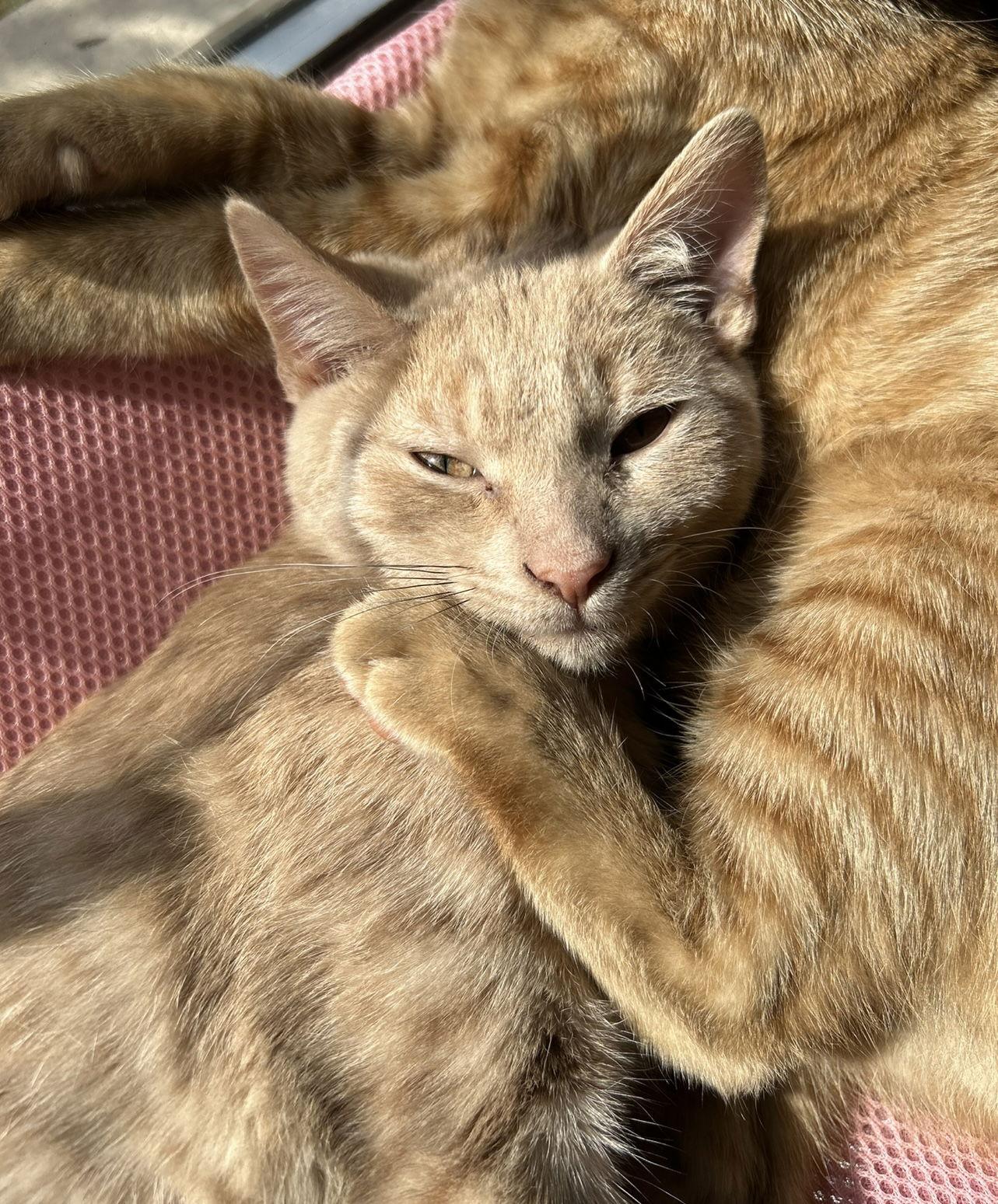Enlarge Toby, a Adoptable Domestic Short Hair in Pittsboro, NC image 3/3