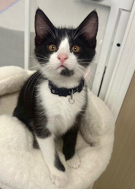 Enlarge George and Kramer, a Adopted Domestic Short Hair in West Hills, CA image 1/3