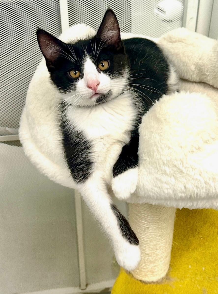 Enlarge George and Kramer, a Adopted Domestic Short Hair in West Hills, CA image 2/3