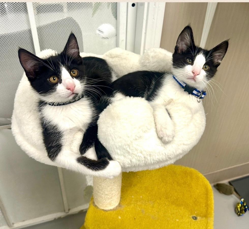 Enlarge George and Kramer, a Adopted Domestic Short Hair in West Hills, CA image 3/3