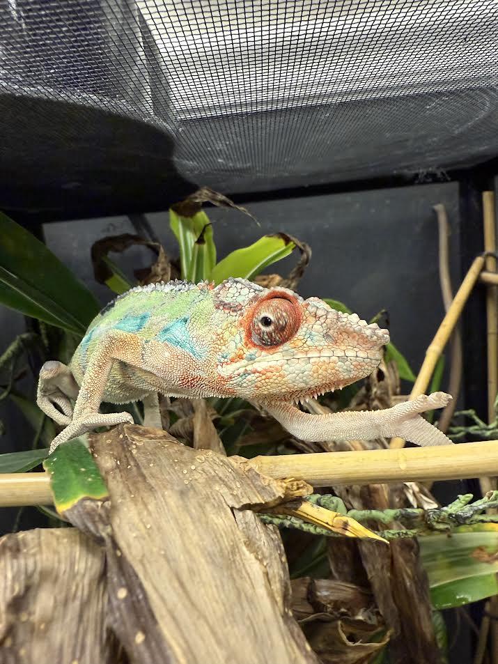 Enlarge Maui, a ADOPTABLE Chameleon in South Elgin, IL image 1/3