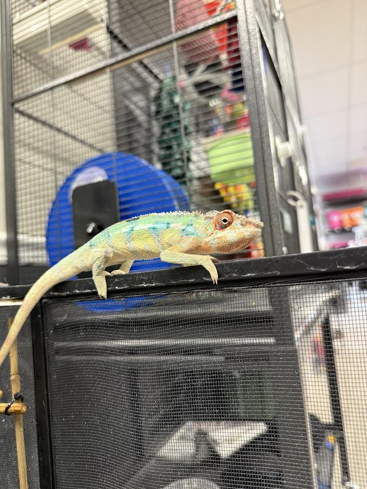 Enlarge Maui, a ADOPTABLE Chameleon in South Elgin, IL image 3/3