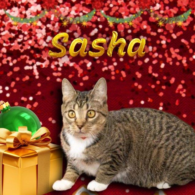 Sasha, Adoptable, Young Female Domestic Short Hair.