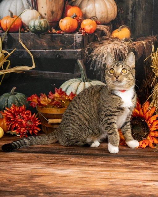 Enlarge Sasha, a Adoptable Domestic Short Hair in Lapeer, MI image 5/5