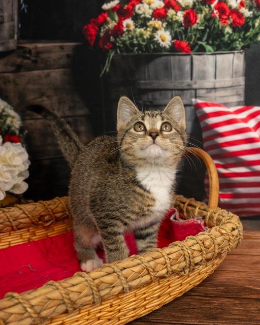 Sasha, Baby Female Domestic Short Hair
