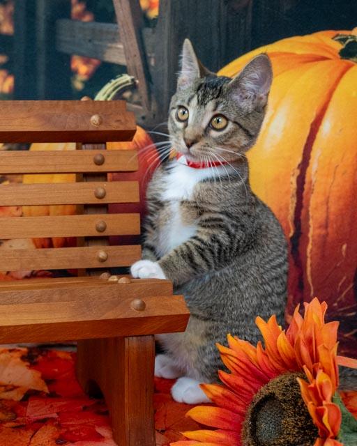 Enlarge Sasha, a Adoptable Domestic Short Hair in Lapeer, MI image 3/5