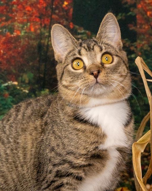 Enlarge Sasha, a Adoptable Domestic Short Hair in Lapeer, MI image 4/5