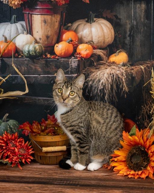 Enlarge Sasha, a Adoptable Domestic Short Hair in Lapeer, MI image 2/5