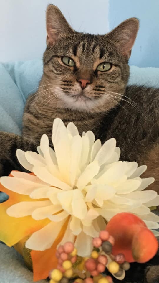 Raven, Adult Female Domestic Short Hair