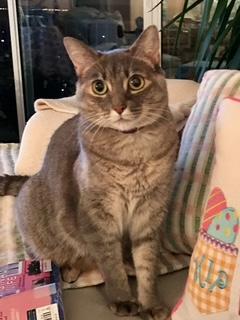 Minnie Pearl, a Adopted mixed breed in St Petersburg, FL image 1/2