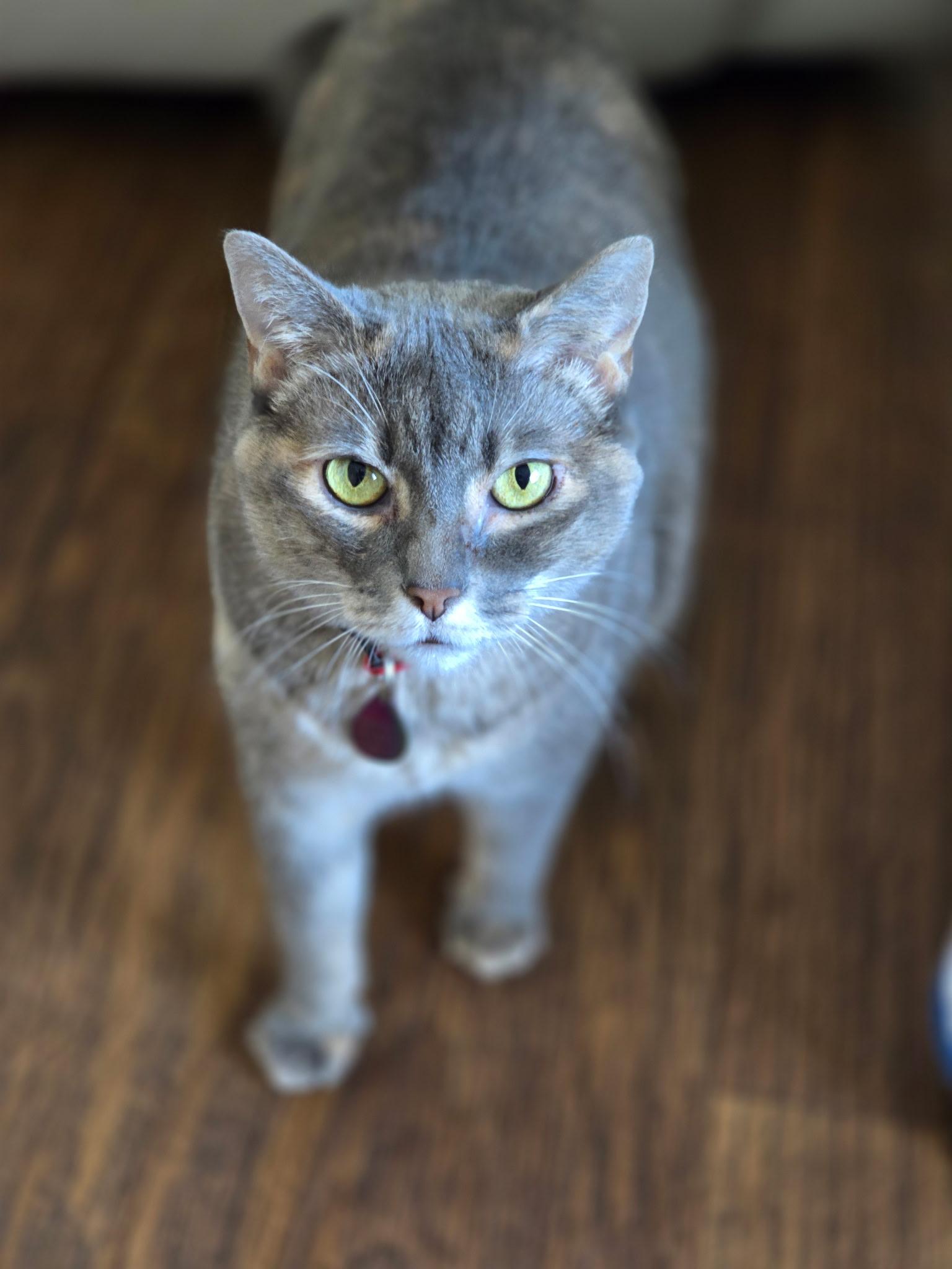 Minnie Pearl, a Adopted mixed breed in St Petersburg, FL image 2/2