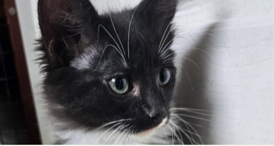 Gus Gus Domestic Medium Hair Cat