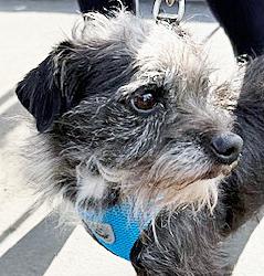 Enlarge Jax (aka Otto), a ADOPTABLE mixed breed in Poway, CA image 6/6