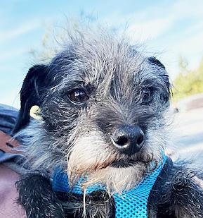 Enlarge Jax (aka Otto), a ADOPTABLE mixed breed in Poway, CA image 1/6