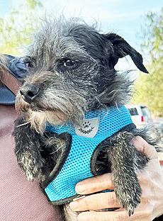Enlarge Jax (aka Otto), a ADOPTABLE mixed breed in Poway, CA image 3/6