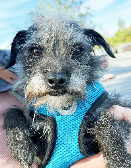 Enlarge Jax (aka Otto), a ADOPTABLE mixed breed in Poway, CA image 2/6