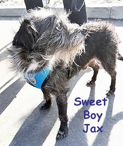 Enlarge Jax (aka Otto), a ADOPTABLE mixed breed in Poway, CA image 4/6