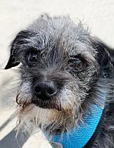 Enlarge Jax (aka Otto), a ADOPTABLE mixed breed in Poway, CA image 5/6