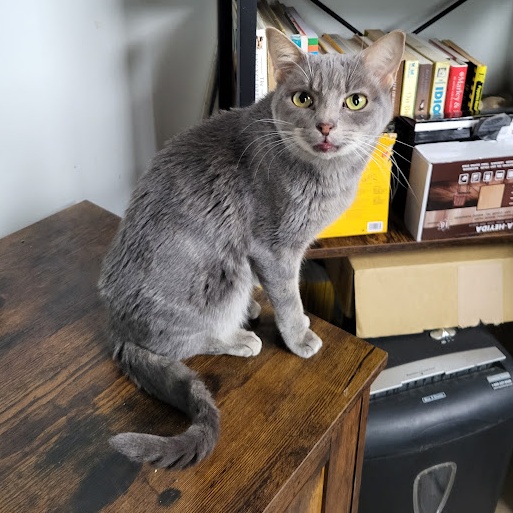 Alice, a Adoptable Domestic Short Hair in Chicago, IL image 3/6