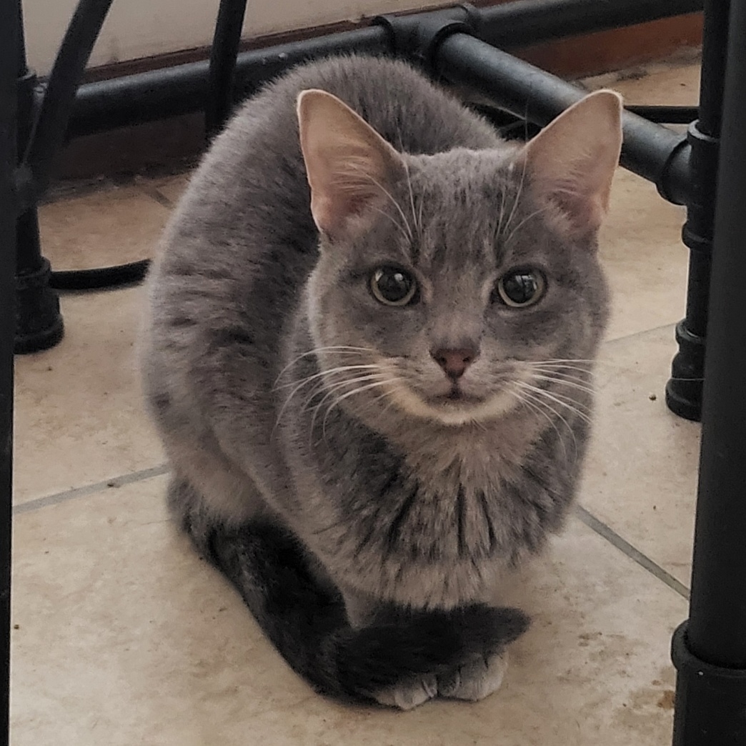 Alice, a Adoptable Domestic Short Hair in Chicago, IL image 4/6