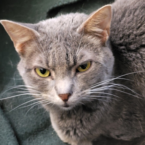 Alice, a Adoptable Domestic Short Hair in Chicago, IL image 1/6