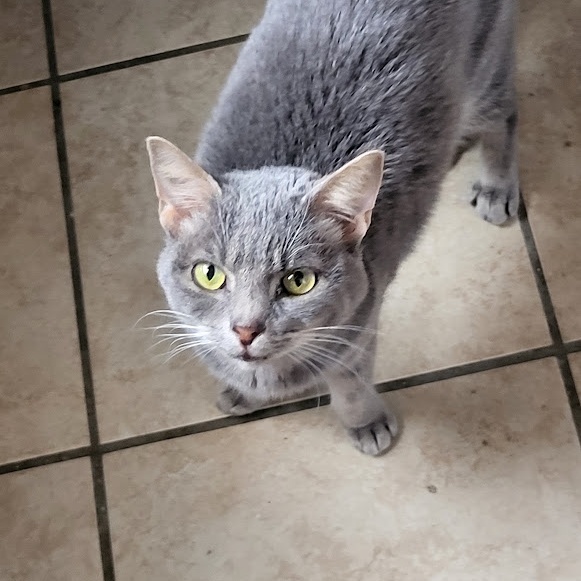 Alice, a Adoptable Domestic Short Hair in Chicago, IL image 5/6