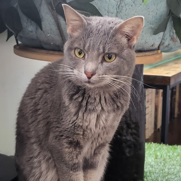 Alice, a Adoptable Domestic Short Hair in Chicago, IL image 2/6