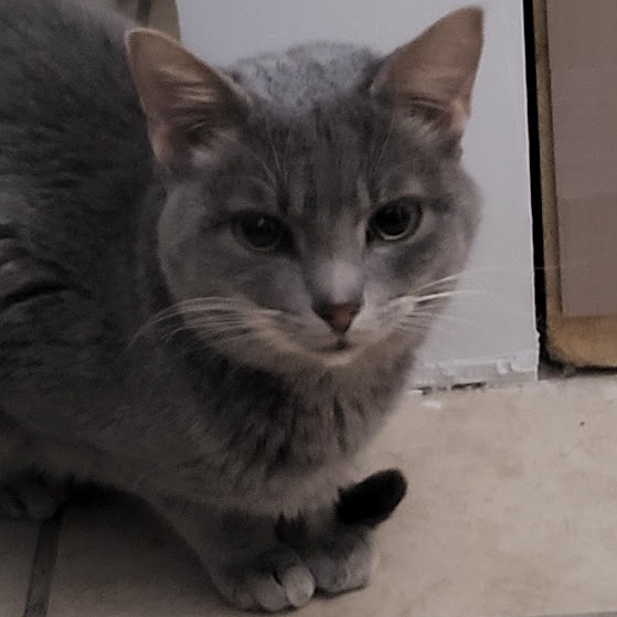 Alice, a Adoptable Domestic Short Hair in Chicago, IL image 6/6