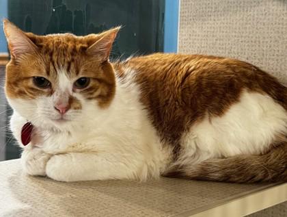 Enlarge Bud, an adopted Domestic Short Hair in Stanwood, WA image 1/1