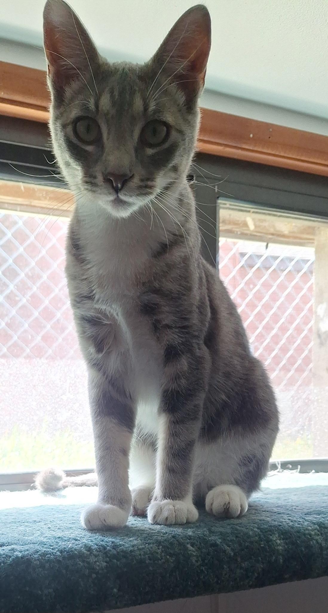 Enlarge Pina Colada , an adopted Domestic Short Hair in Pocatello, ID image 2/2