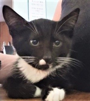 Fleck and Penguin (js), Adoptable, Young Female Tuxedo.