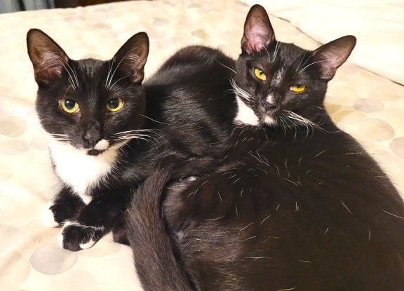 Enlarge Fleck and Penguin (js), a Adoptable Tuxedo in Woodland Hills, CA image 2/10