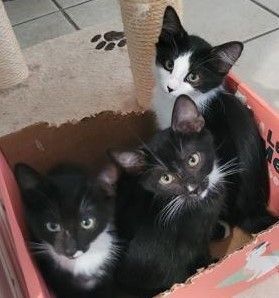 Enlarge Fleck and Penguin (js), a Adoptable Tuxedo in Woodland Hills, CA image 3/10