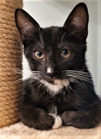 Enlarge Fleck and Penguin (js), a Adoptable Tuxedo in Woodland Hills, CA image 4/10