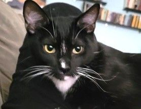 Enlarge Fleck and Penguin (js), a Adoptable Tuxedo in Woodland Hills, CA image 5/10