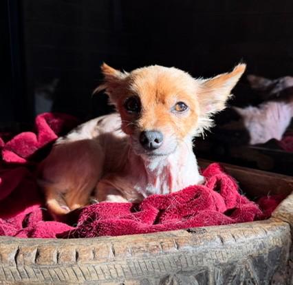 Enlarge Marley, a Adopted mixed breed in Santa Rosa, CA image 1/5