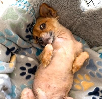 Enlarge Marley, a Adopted mixed breed in Santa Rosa, CA image 2/5