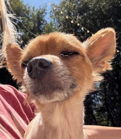 Enlarge Marley, a Adopted mixed breed in Santa Rosa, CA image 5/5